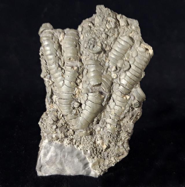 Pentacrinites briaroides (QUENSTEDT 1852) - Bild © FossNet FossilienStore